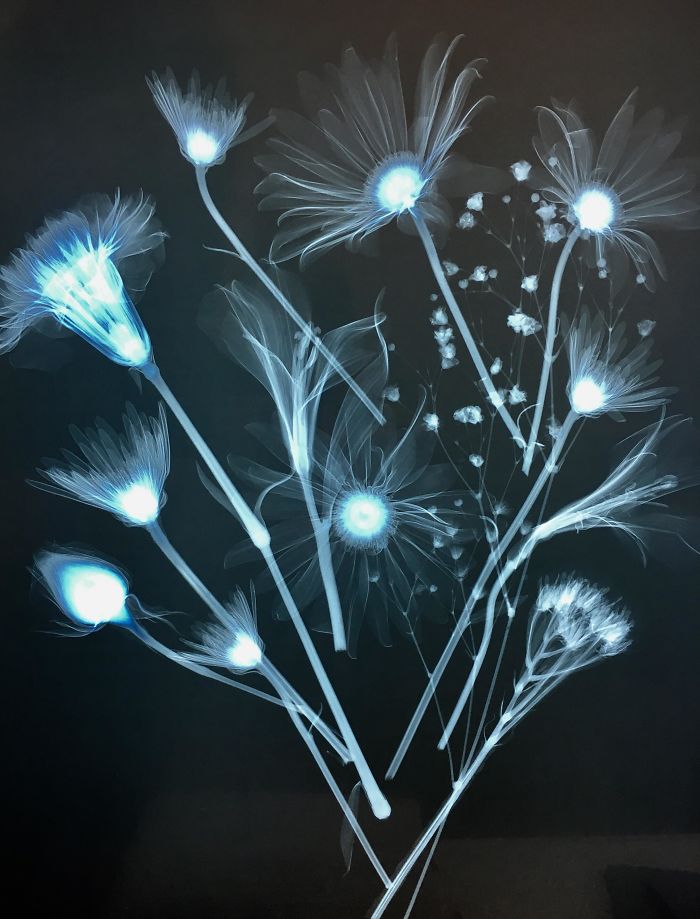 Roommate Is A Radiology Major And Today They X-Rayed Flowers. Thought You Guys Might Enjoy