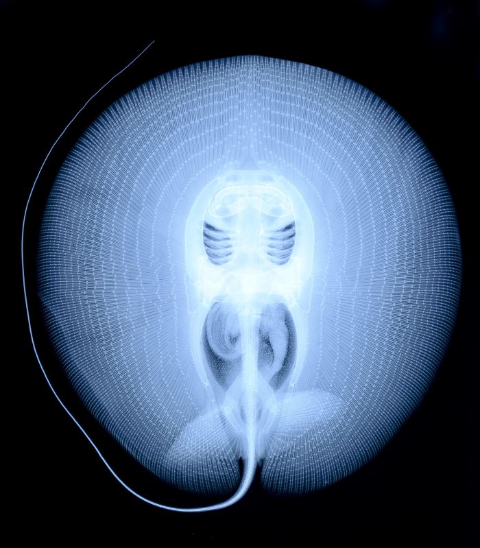 X-Ray Of A Stingray