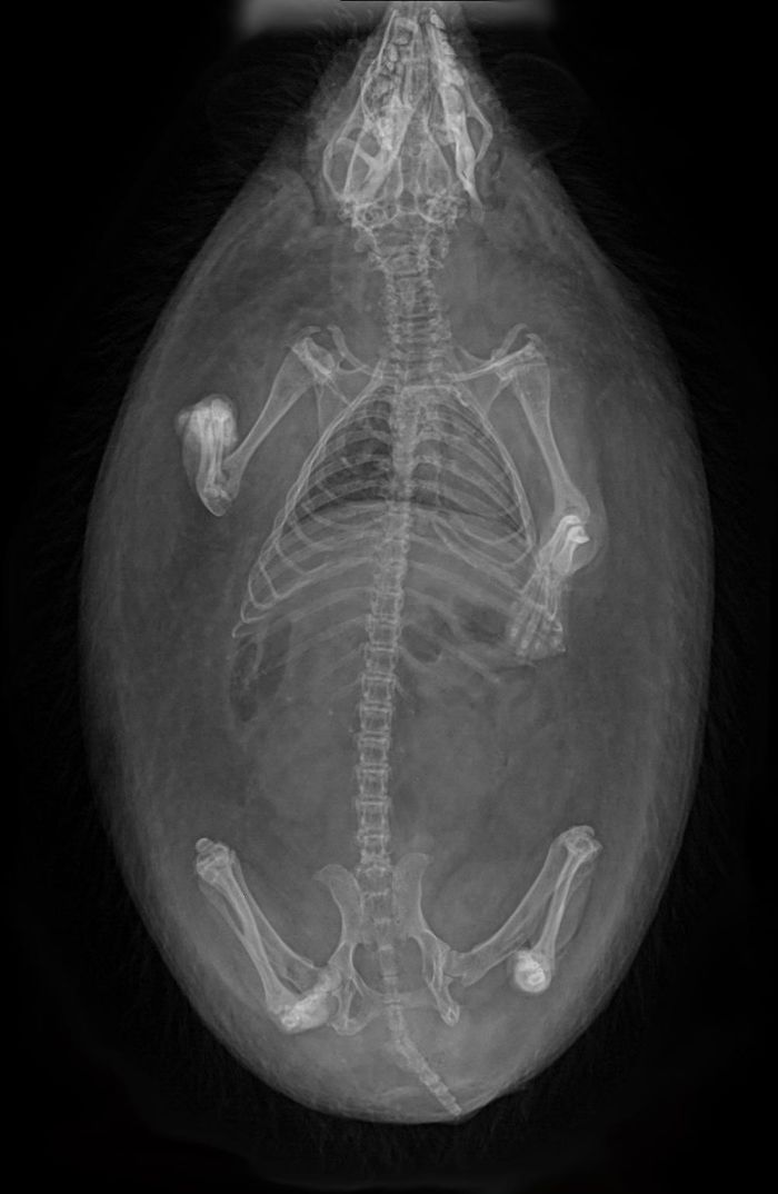 This X-Ray Of My Hedgehog