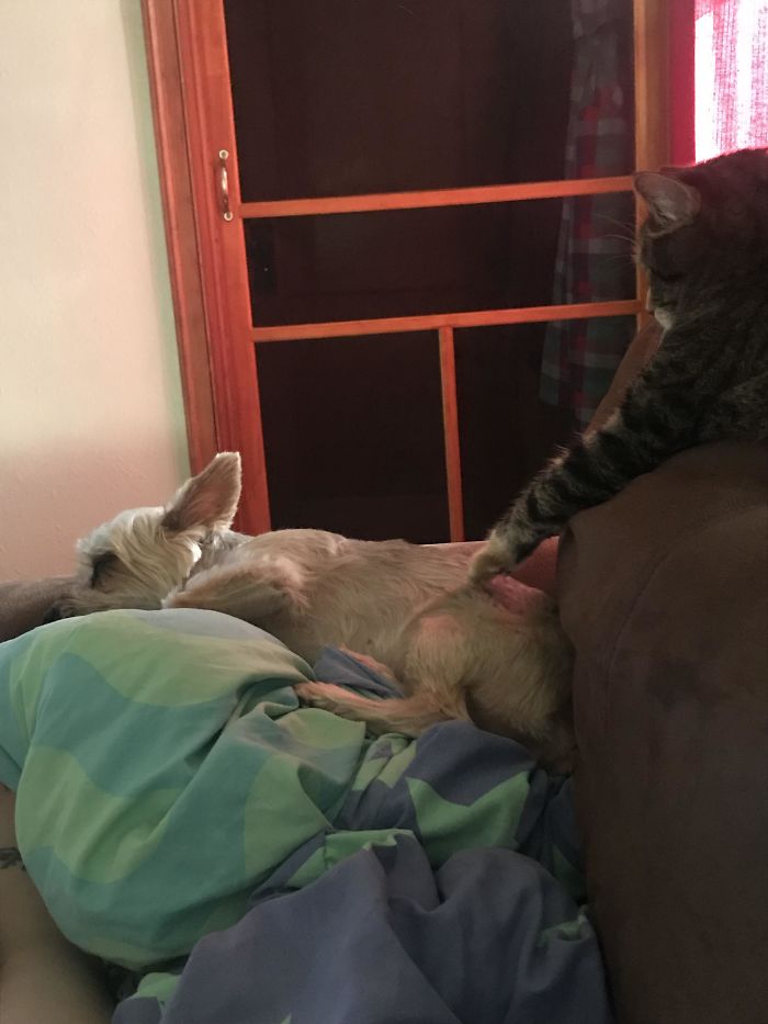 My Cat Touching My Parents’ Dog Just To Make Her Growl