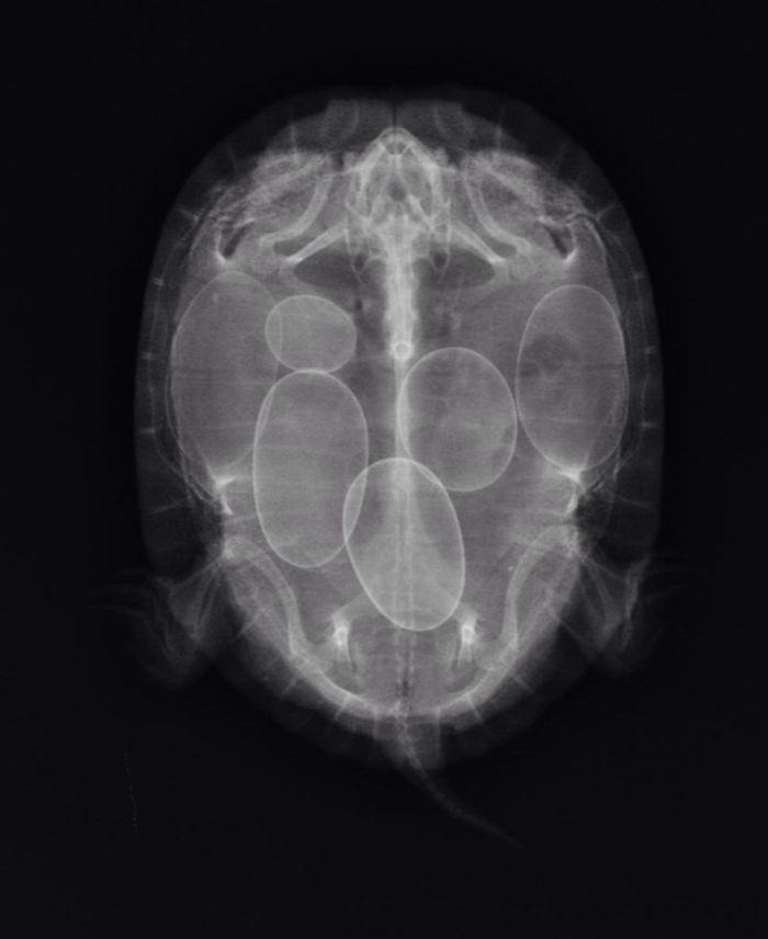 X-Ray Of A Turtle With Eggs