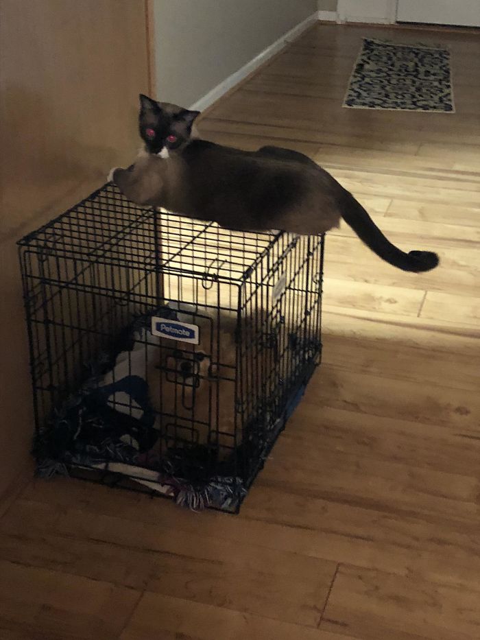 Dog Growled Every Time Cat Walked By The Crate. Cat Responded As Only Cats Do