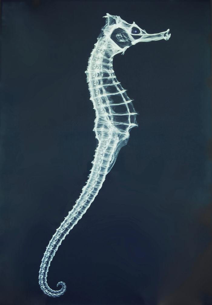 X-Ray Of A Seahorse