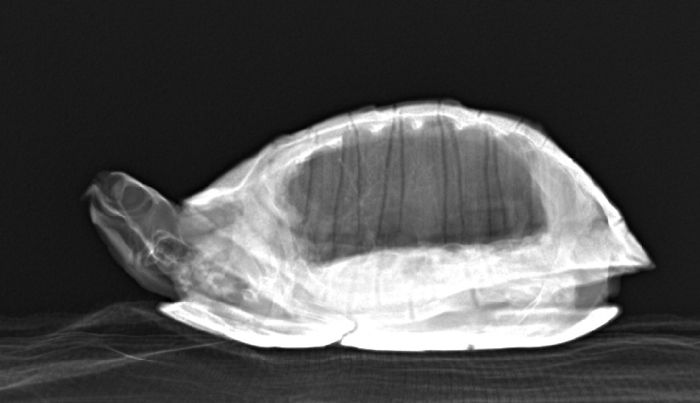 X-Rayed A Turtle
