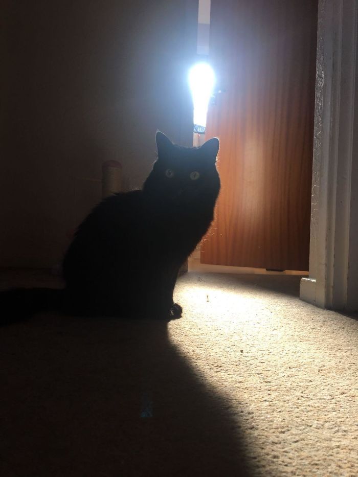 La luz del baño parece como si a mi gato se le hubiera ocurrido una idea