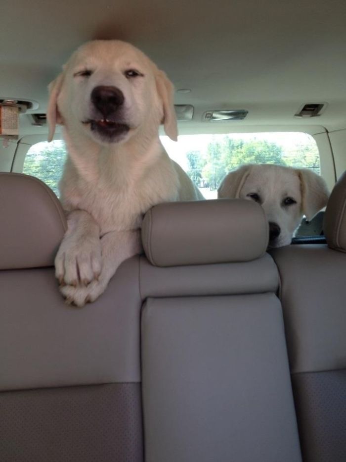 Funny-Dogs-Riding-Cars-Pics