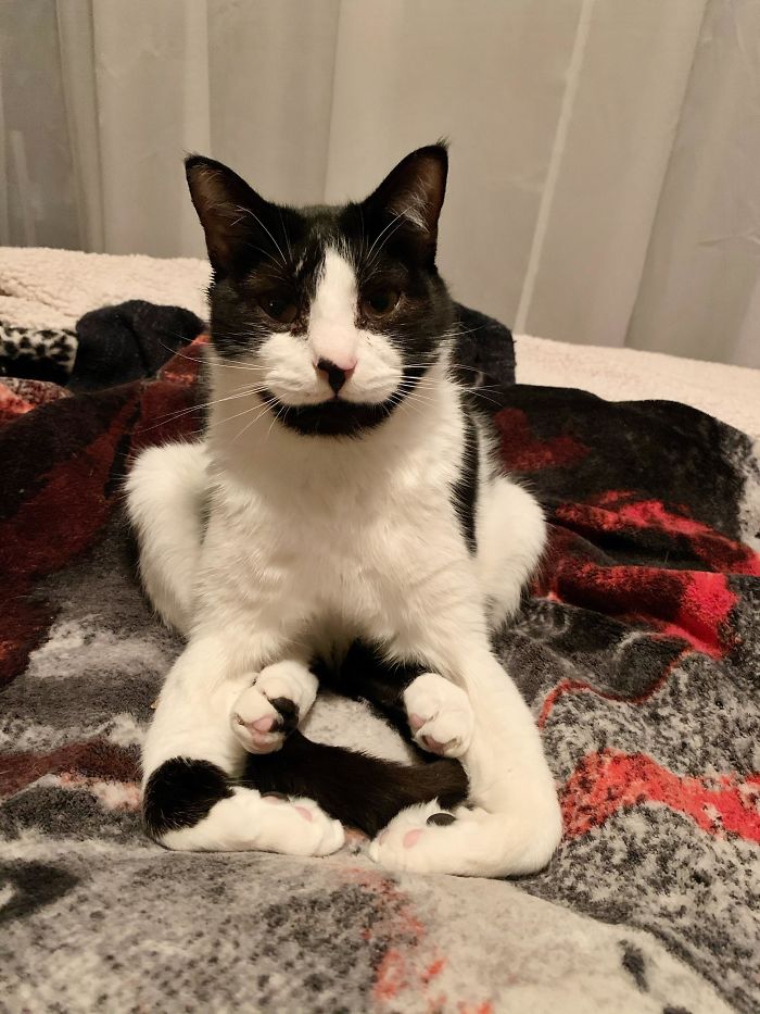 Does Anyone Else’s Cat Sit Like This Or Are Yours Normal?