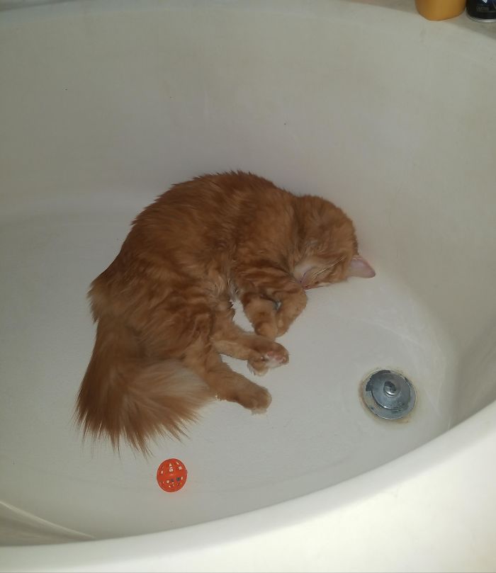 He Carries His Ball Into The Tub And Knocks It Around For Hours And Then Passes Out
