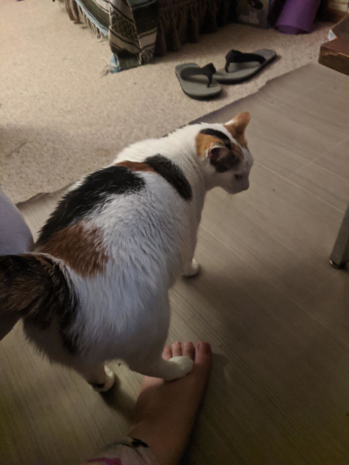 When Peep Wants Attention She Likes To Come By People And Put Her Hind Paw On Your Foot