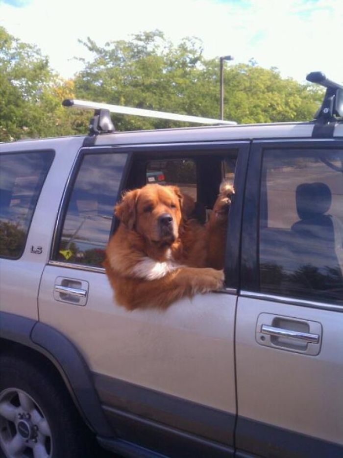 Funny-Dogs-Riding-Cars-Pics