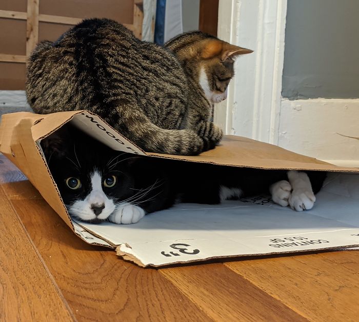 The Deadly Combination Of One Cat That Likes Hidey Holes And Another Cat That Sits On Boxes