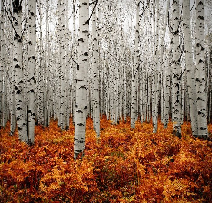 Los bosques de Aspen, Colorado