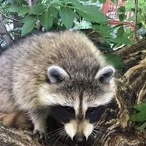 louysefortier avatar