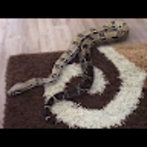 dinorockchick06 avatar