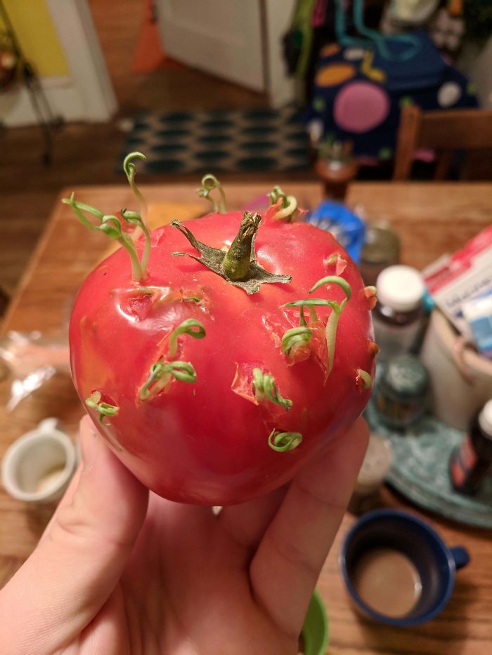 My Tomato's Seeds Have Started To Sprout From The Inside