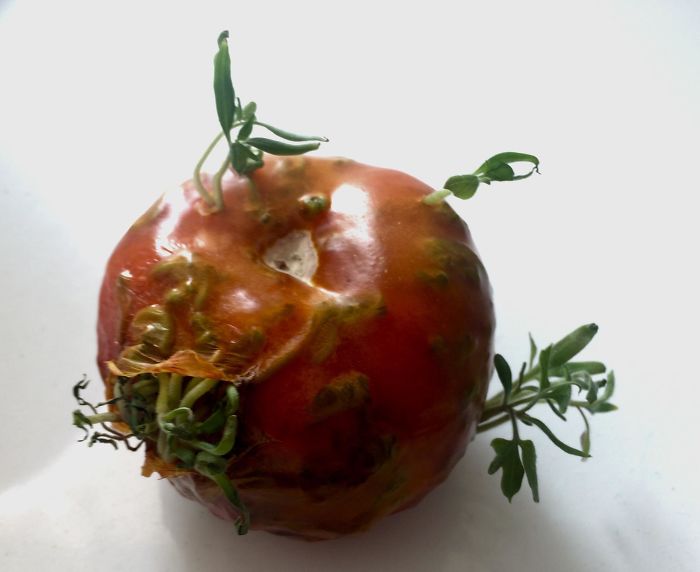 Forgot About This Tomato While On Vacation And It Sprouted