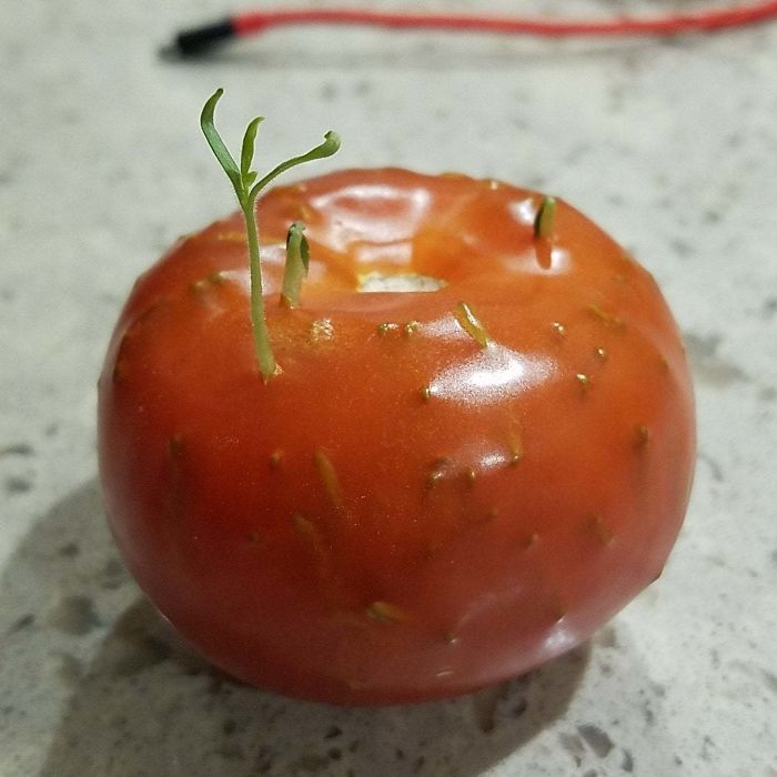 This Tomato Sprouting Its Seeds