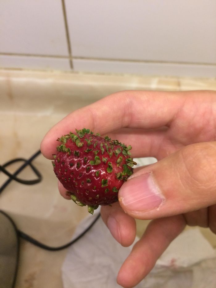 The Seeds Of This Strawberry Are Beginning To Sprout
