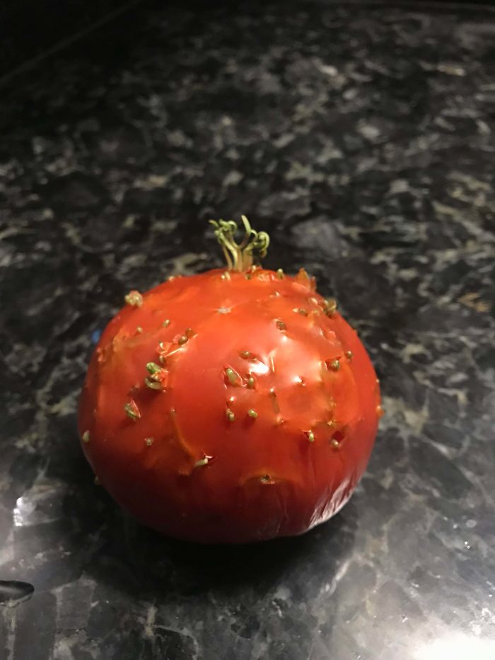 The Seeds In This Tomato Started Sprouting
