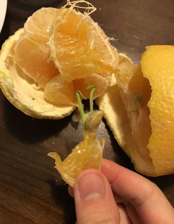 This Orange Seed Sprouted Inside An Orange