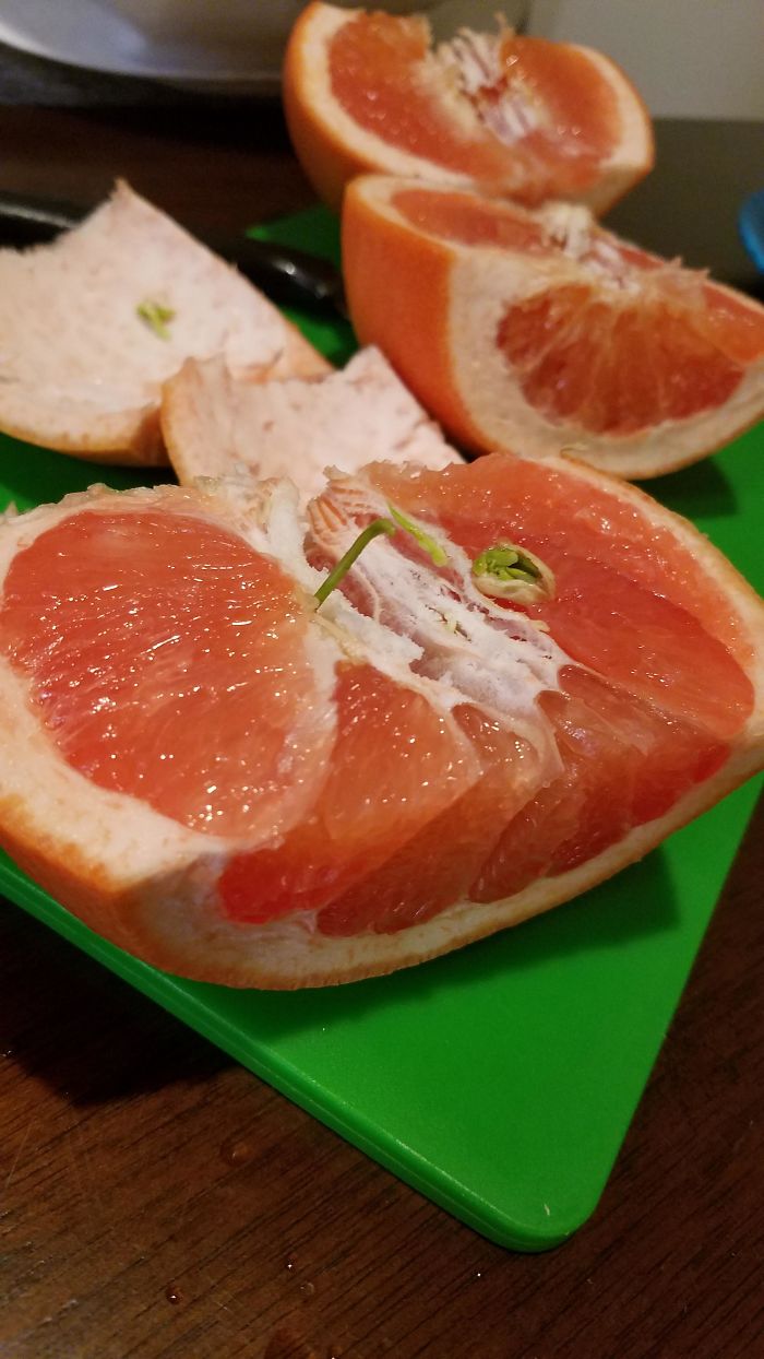 My Grapefruit Started Sprouting Inside Itself