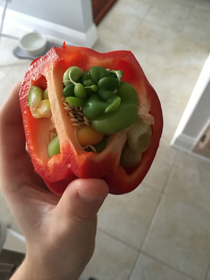 This Bell Pepper Has Other Bell Peppers Growing Inside Of It