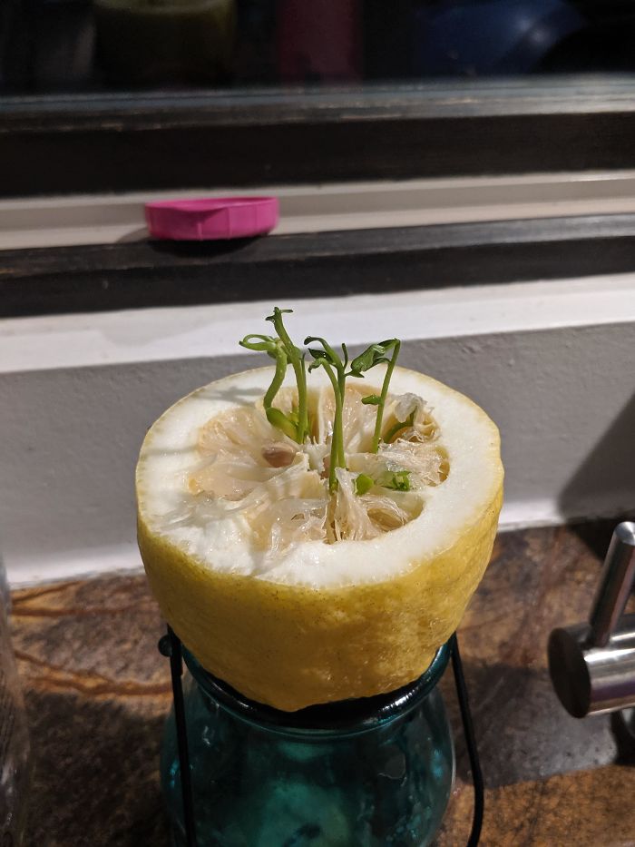 Cut A Lemon From My Yard In Half To Find The Seeds Already Sprouting