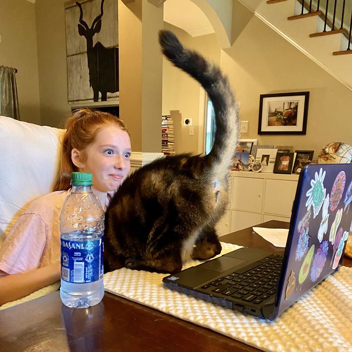 Al gato le gusta aparecer en las clases virtuales de mi hija