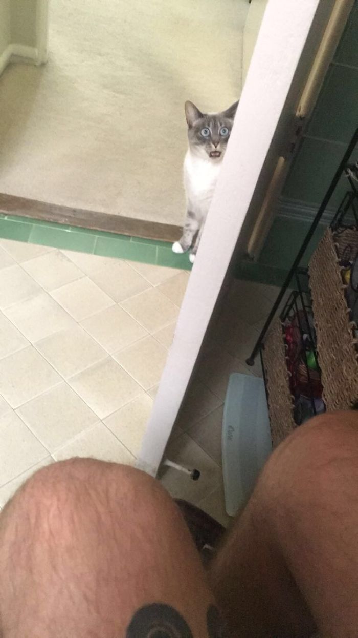 My Cat Walked In On Me Taking A Dump And Was Terrified