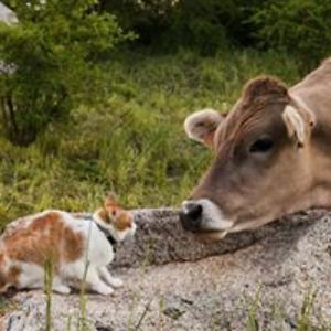 jadranka_lovo avatar