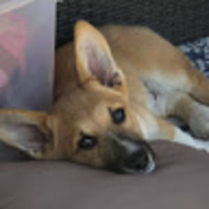 nataliepizzuto avatar