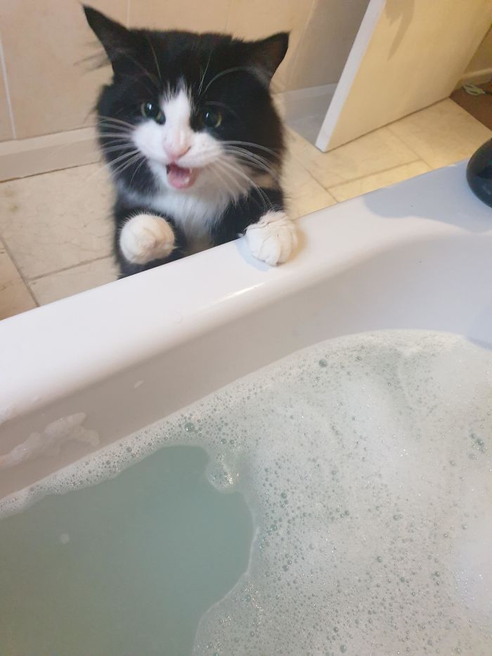 Gato recién adoptado, viendo el baño por 1ª vez
