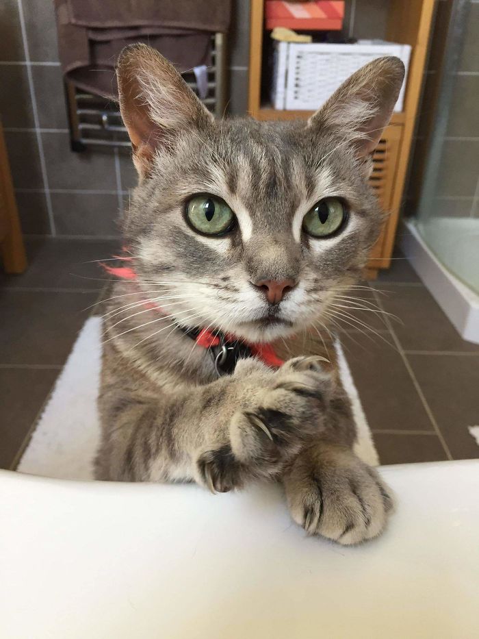 This Is My Cat, Who Likes To Poke You When You're In The Bath