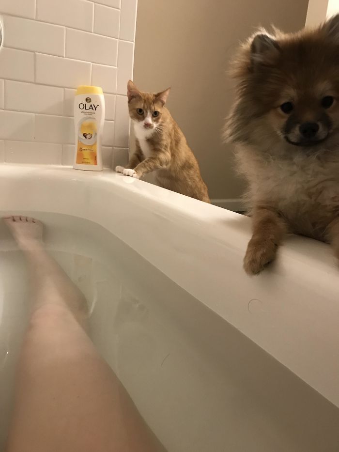 Both My Fur Babies Were Worried About Me Being In The Bath. The Cat Was Meowing And The Dog Was Crying