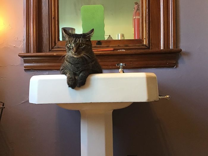 Stanley’s Spot For When He Lifeguards My Bath Time. He’s Never Understood Why Us Big Stupid Furless Cats Would Get Into A Big Bowl Of Water Willingly