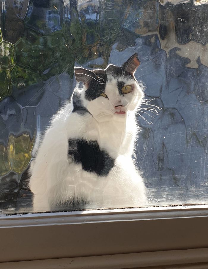 El gato del vecino mirándome a través de la ventana del baño