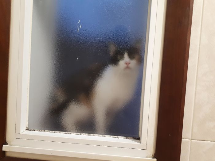 La ventana del baño. Ese no es mi gato
