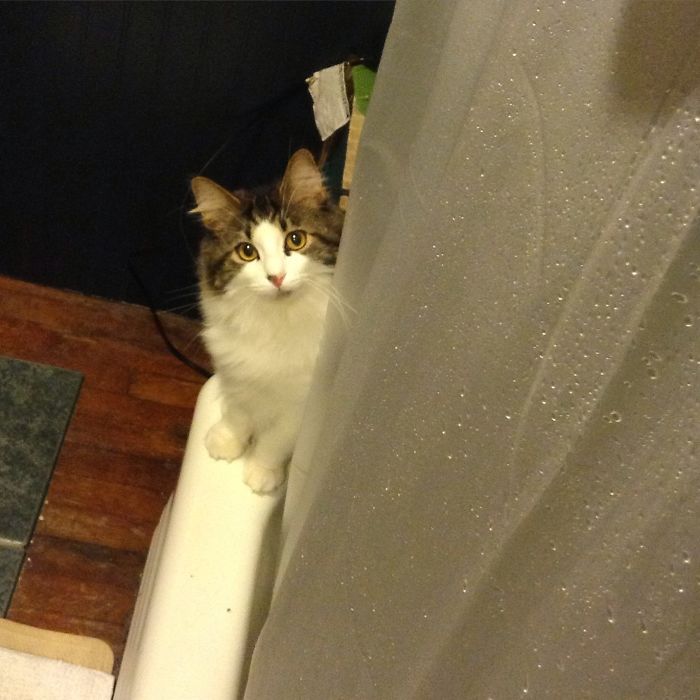My Cat Waits For Me To Slip And Fall In The Shower So When I Die He Can Eat Me