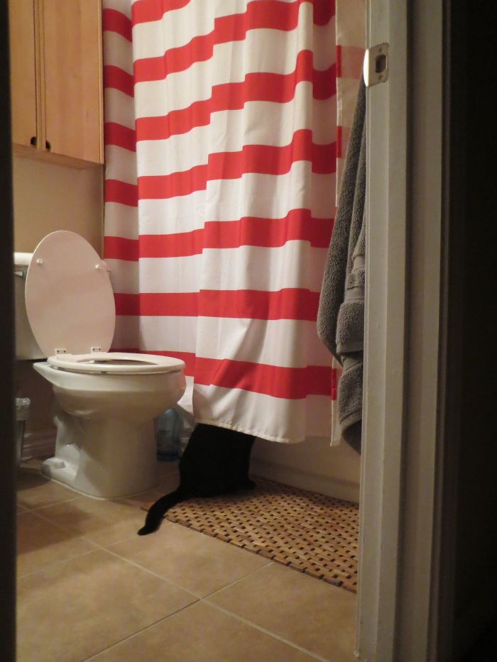 My Wife Is Showering. Meet My Cat The Pervert