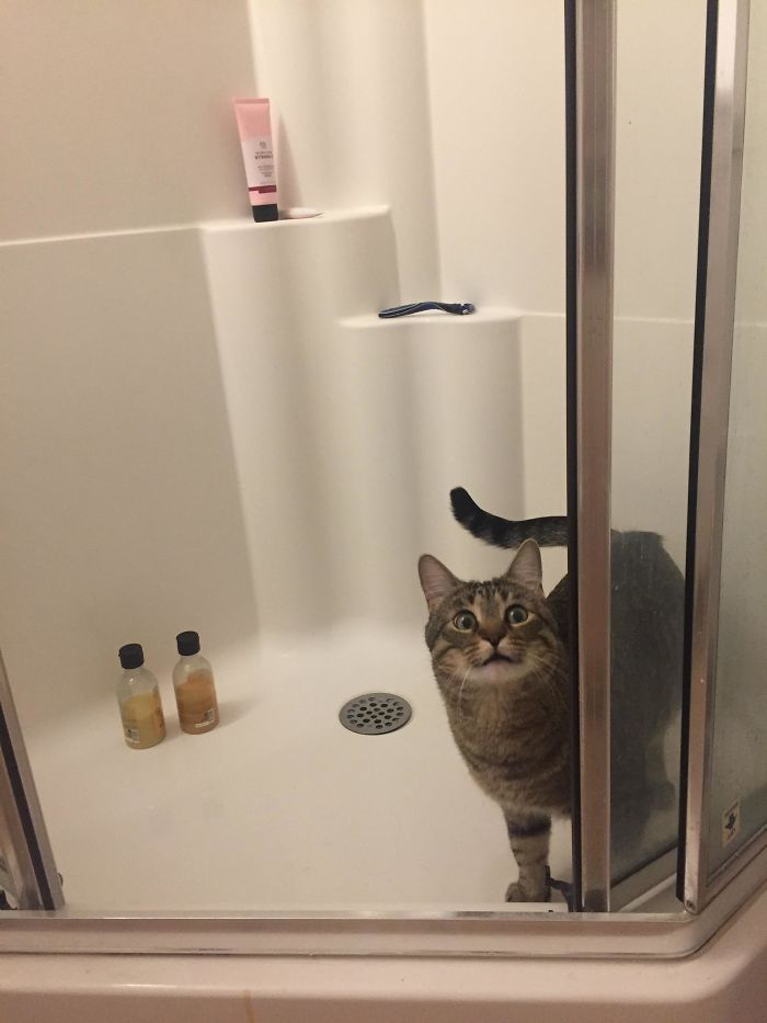 Our Scaredy Cat Finally Got The Courage To Go Into The Shower - And Instantly Regretted It