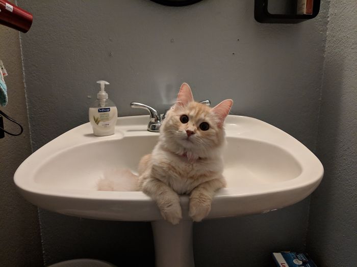 This Is Cinnamon, She Likes To Make You Uncomfortable While You Use The Bathroom