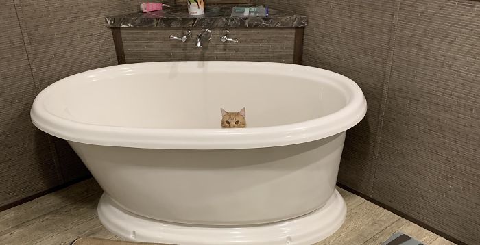 He Runs Into The Bathroom Every Morning When We Wake Up And Waits For Tub Water Like This