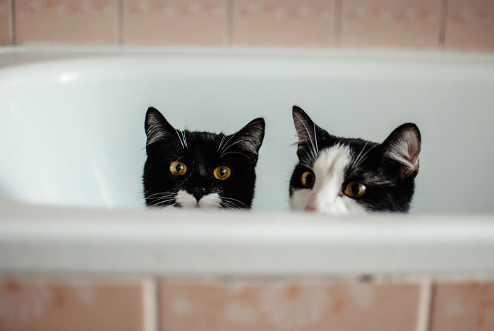 Meet Luna And Louis Who Are Not Fans Of Water, But Love To Sit In The Tub And Ambush The Next Person Who Dares To Come Into The Bathroom