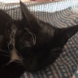 isoldehastings avatar