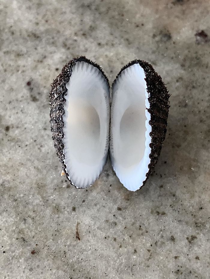 This Shell I Found That Looks Just Like A Coconut