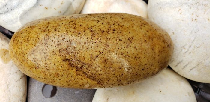 This Rock Looks Exactly Like A Potato
