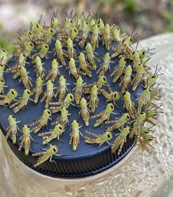 This Baby Grasshopper Army In My Friend’s Garden