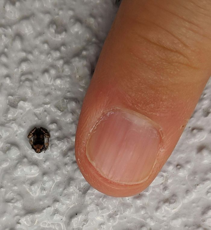 This Morning I Found By Far The Smallest Frog I Have Ever Seen In My Entire Life (My Average-Sized Fingernail For Scale)