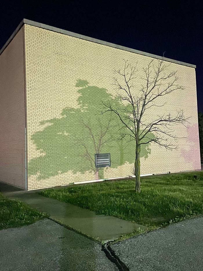 Sombra de dos árboles distintos en el aparcamiento