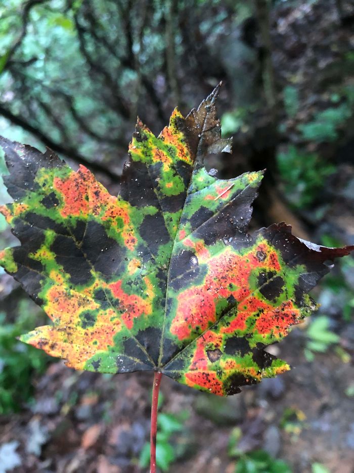 I Found This Leaf That Looks Like A Weather Radar